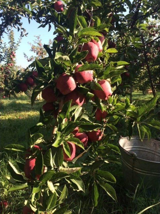 Isparta’da Elma Piyasası Hareketlendi