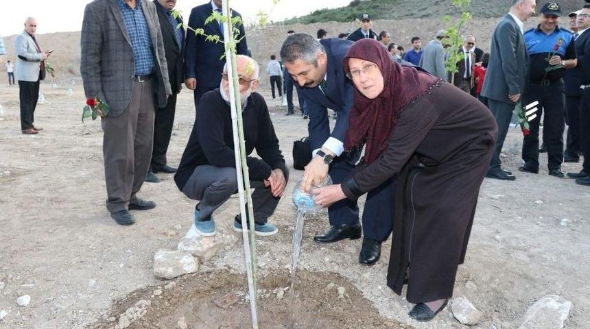 Zeytin Dalı Harekatı Şehitleri İ&ccedil;in &lsquo;ak&ccedil;aağa&ccedil;&rsquo; Dikildi