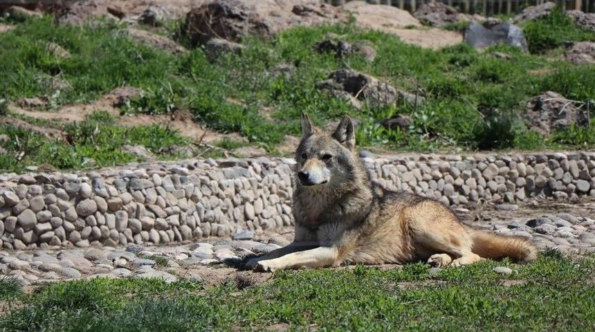 Hayvanat Bah&ccedil;esi Yaza Hazırlanıyor