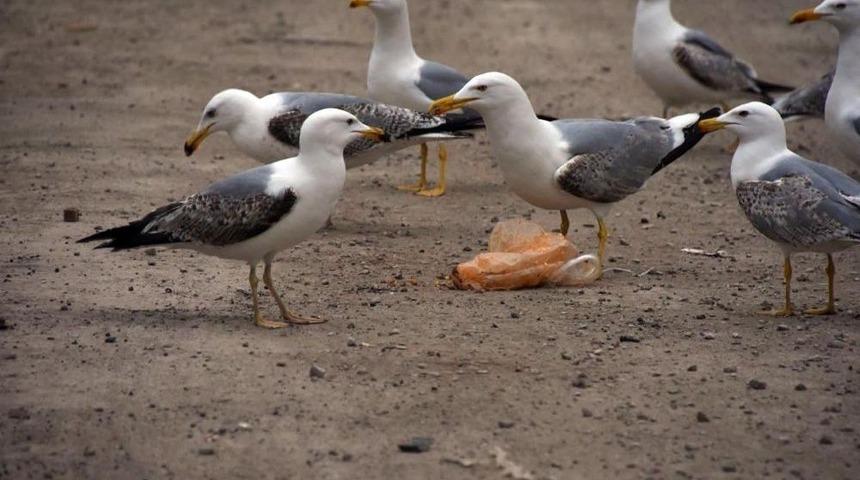 Sinop&rsquo;ta Martıların Yiyecek Kapma Yarışı