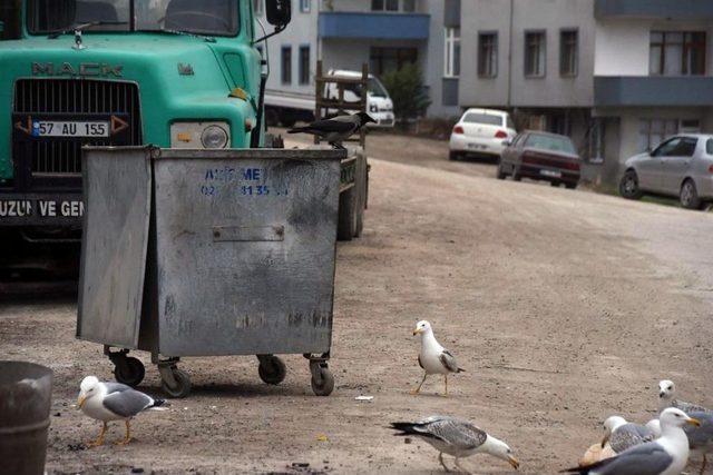 Sinop’ta Martıların Yiyecek Kapma Yarışı