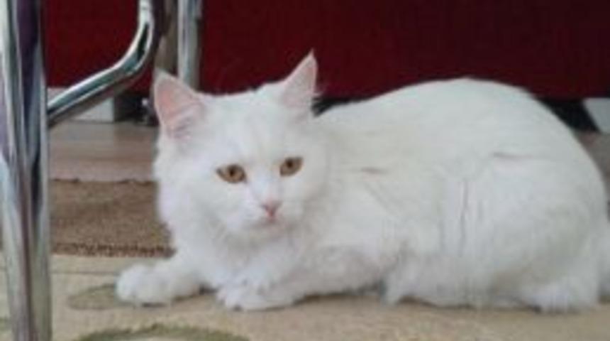 Kayıp Kedisini Bulana 2 Bin Lira &Ouml;d&uuml;l Verecek