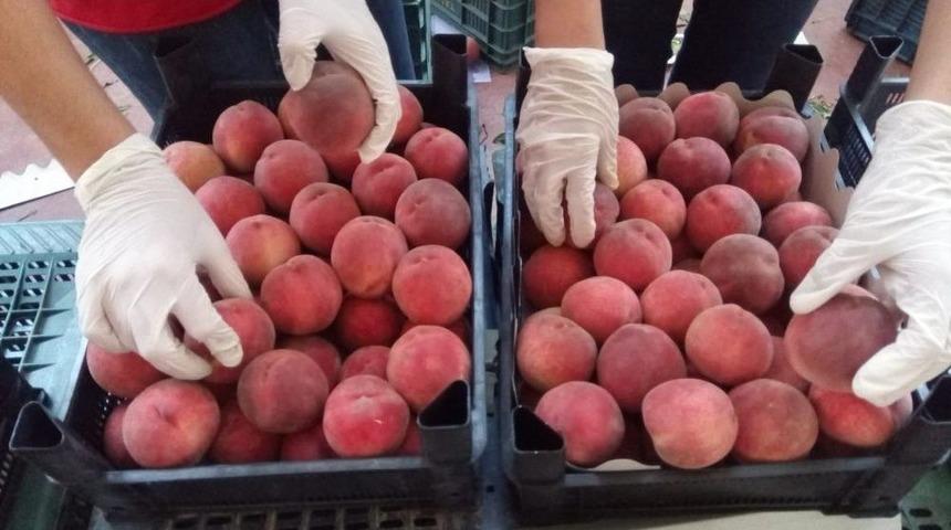 İhracatta Şeftali Ve Nektarin Bereketi