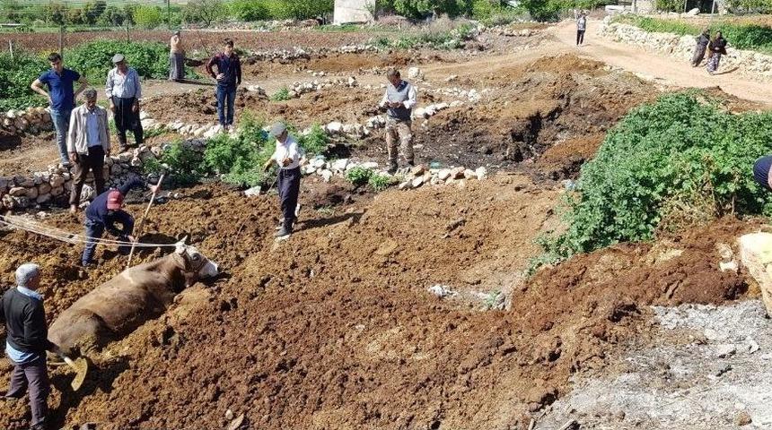 Pisliğe Batan İneği İtfaiye Kurtardı