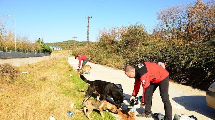 Y&uuml;zlerce Sokak Hayvanını Beslemek İ&ccedil;in Yarım Ton Mama Dağıttılar