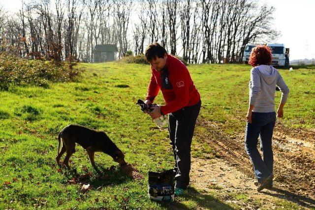 Yüzlerce Sokak Hayvanını Beslemek İçin Yarım Ton Mama Dağıttılar