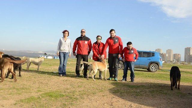 Yüzlerce Sokak Hayvanını Beslemek İçin Yarım Ton Mama Dağıttılar