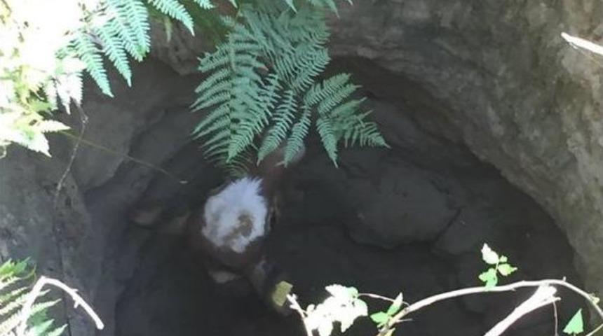 &Ccedil;ukura D&uuml;şen Buzağıyı İtfaiye Kurtardı