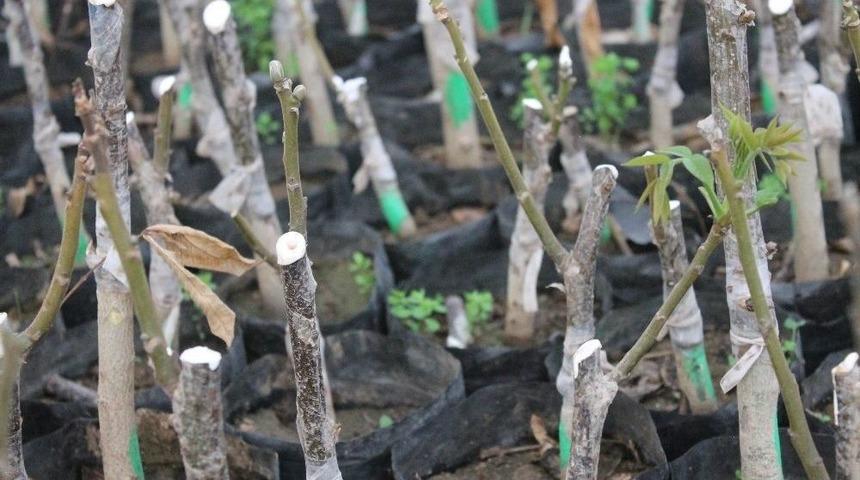 Cevizde Aşı &Ccedil;alışmaları Başladı