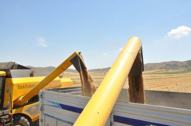 Türkiye’nin Tahıl Ambarı Güneydoğu’da Buğday Ve Arpa Hasadı Başladı