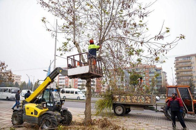 Malatya’da Ağaç Budama Çalışmaları Devam Ediyor