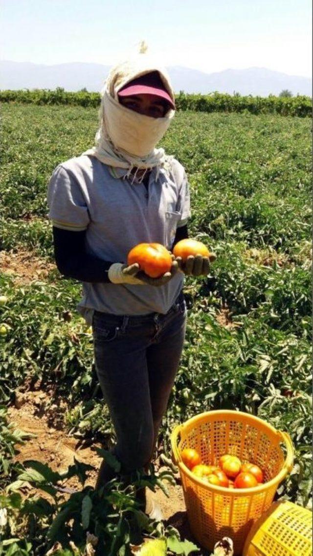 Manisa’da Yerli Domateste Hasat Zamanı