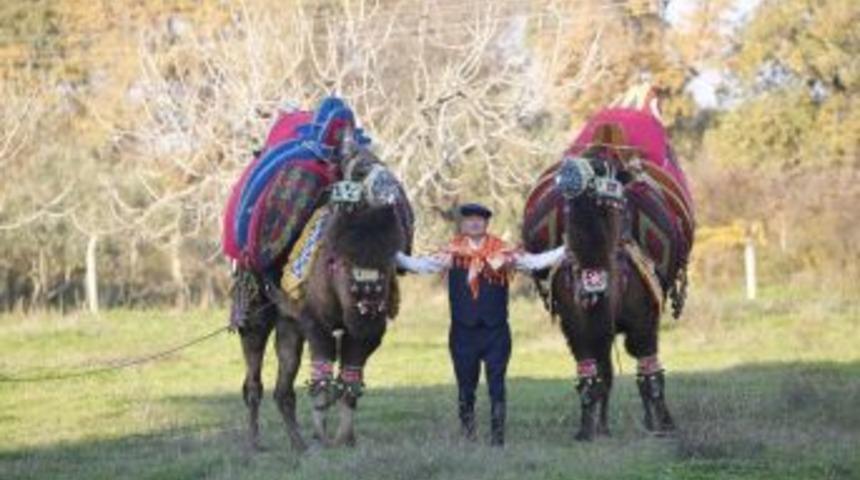 Germencik&rsquo;te Deve G&uuml;reşi 2 G&uuml;n S&uuml;recek