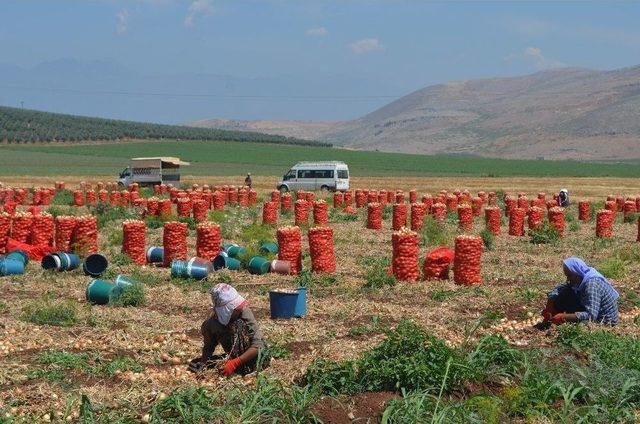 Amik Ovası’nda Soğan Hasadı