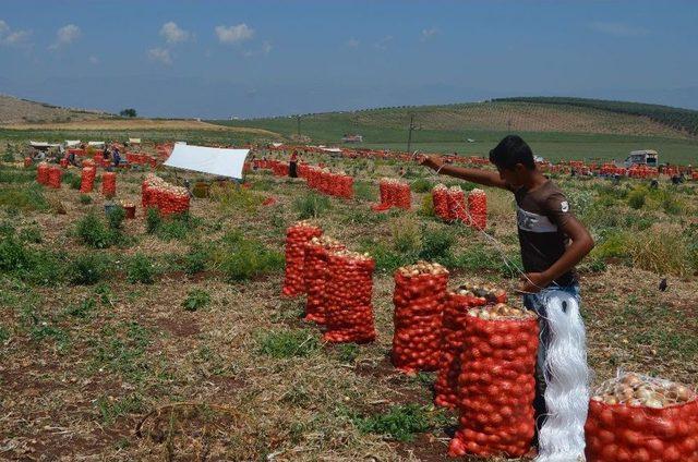 Amik Ovası’nda Soğan Hasadı