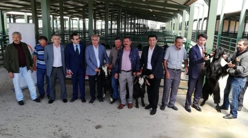 &Ccedil;ift&ccedil;ilere &rsquo;honamlı Cinsi Teke&rsquo; Dağıtıldı