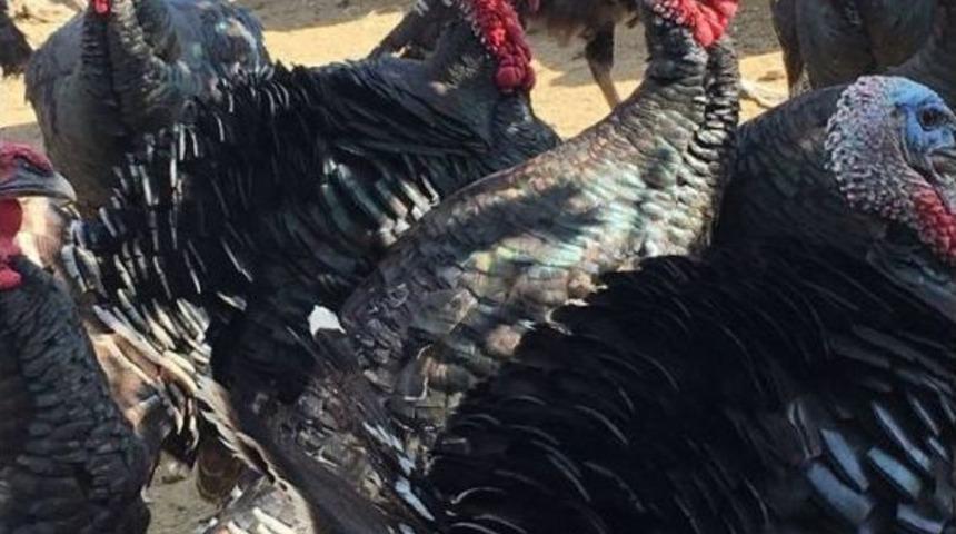 Kurduğu Çiftlikte, Doğal Ortamda Organik Hindi Yetiştiriyor