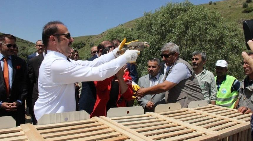 Yozgat&rsquo;ta 3 Bin 500 Kınalı Keklik Doğaya Salındı