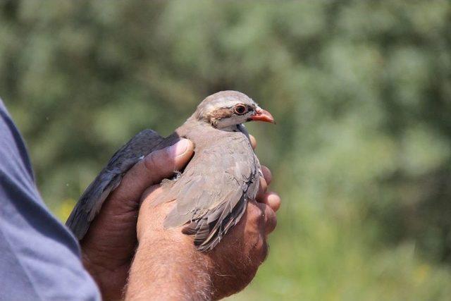 Yozgat’ta 3 Bin 500 Kınalı Keklik Doğaya Salındı