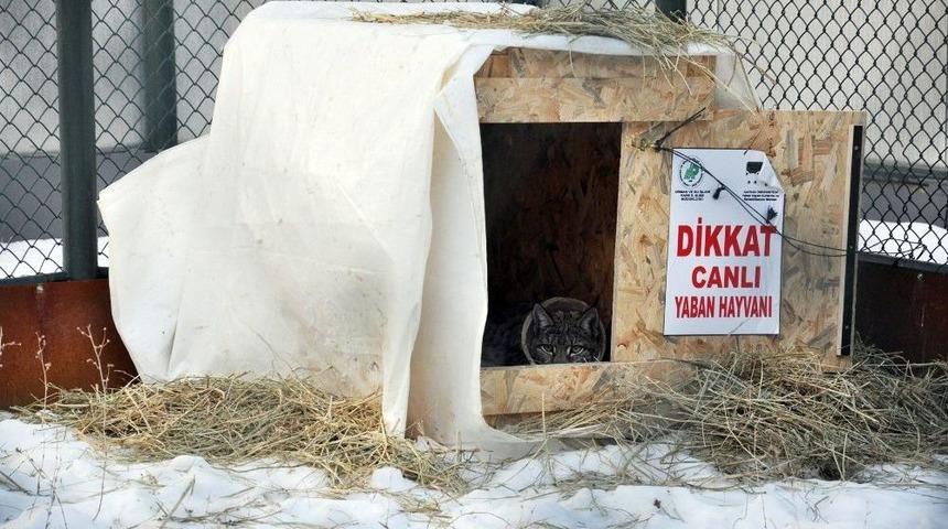 Yaralı Vaşakın Tedavisi Tamamlandı