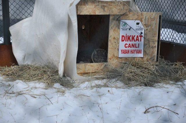 Yaralı Vaşakın Tedavisi Tamamlandı