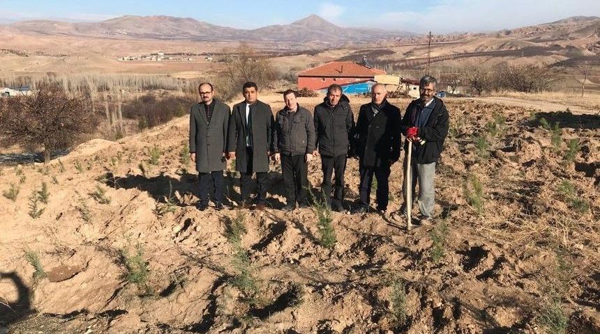 Kuluncak&rsquo;ta Fidan Dikimi