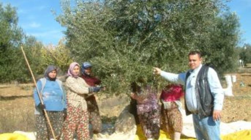 Zeytin Hasadına Yağmur Engeli