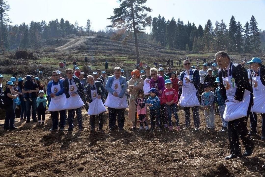 Orman Yangınının Yaraları Sarılıyor