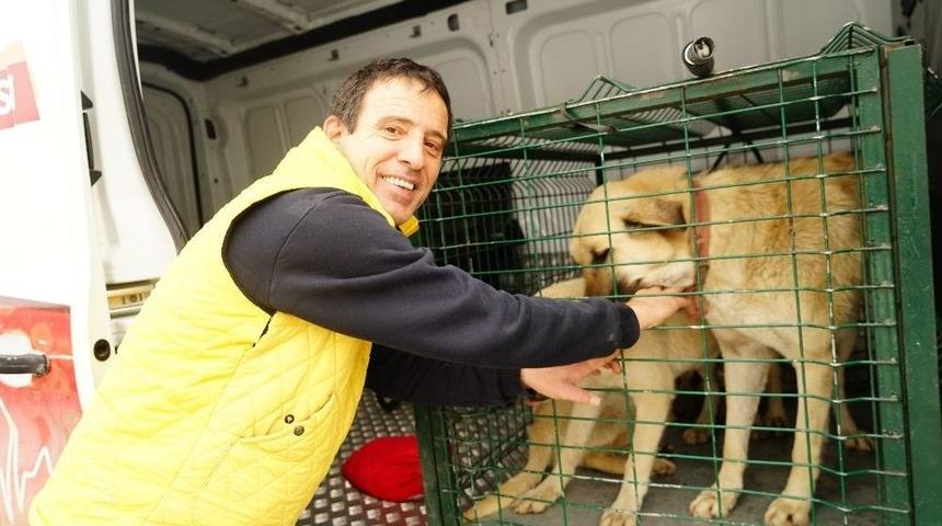 Kayıp 5 Kişilik Aileye Ait &Ccedil;oban K&ouml;pekleri, Belediye Ekiplerince Barınağa G&ouml;t&uuml;r&uuml;ld&uuml;