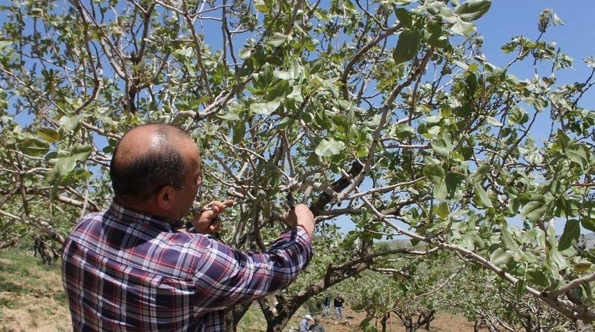 Siirt&rsquo;te Bağ Ve Bah&ccedil;eler Kontrol Edildi