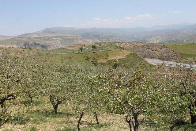 Siirt’te Bağ Ve Bahçeler Kontrol Edildi