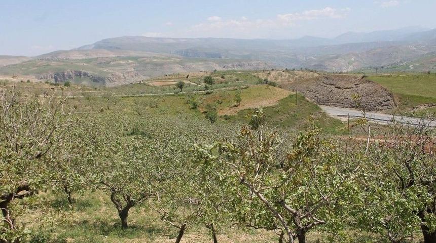 Siirt’ten Katar Ve Kuveyt’e Fıstık İhraç Edilecek