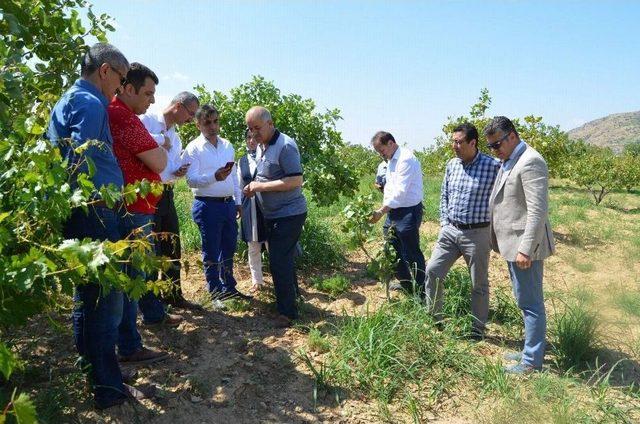 Siirt’te Bağ Ve Bahçeler Kontrol Edildi