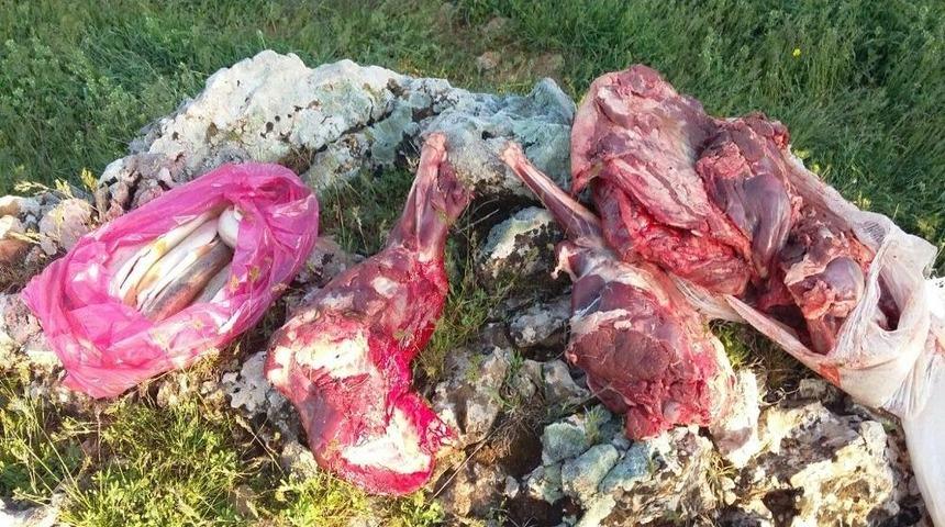 Yaban Ke&ccedil;isi Avlayanlar Yakalandı