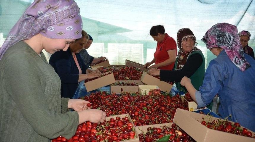 Manisa&rsquo;da Kiraz &Uuml;reticisini İhracat&ccedil;ılar Vurdu