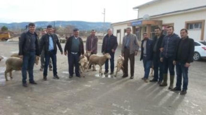 Selendi&rsquo;de Yetiştiricilere Damızlık Ko&ccedil; Dağıtıldı