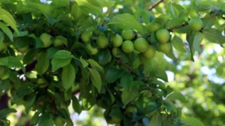 Erik, &Uuml;reticisinin Y&uuml;z&uuml;n&uuml; G&uuml;ld&uuml;r&uuml;yor