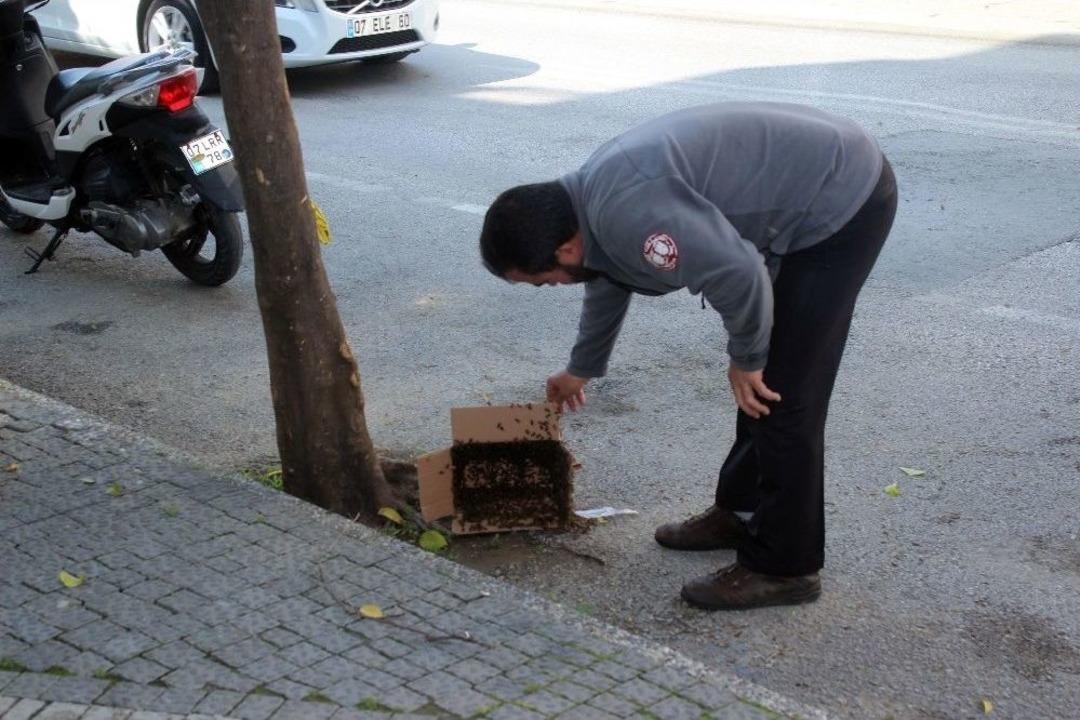 Arılar Caddeyi İstila Etti