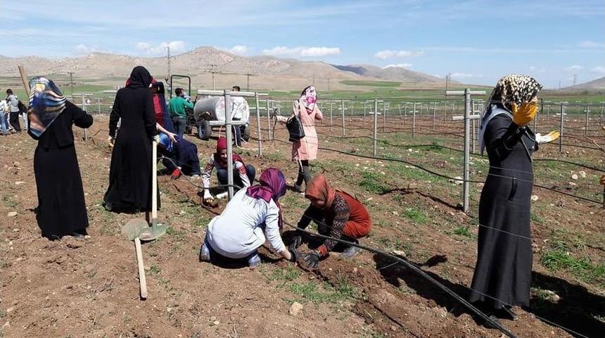 Gerc&uuml;ş&rsquo;te &lsquo;modern Telli Terbiye Sistemiyle Bağ Tesisi&rsquo; Kuruldu