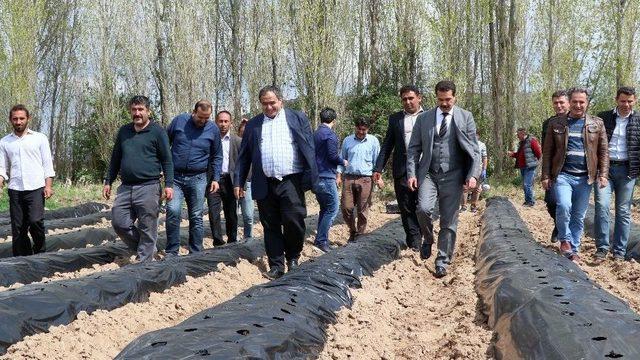 (özel) Aksaray’da Çilek, Üreticinin Yüzünü Güldürüyor