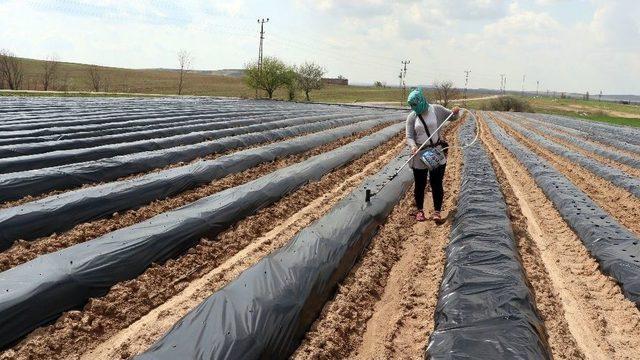 (özel) Aksaray’da Çilek, Üreticinin Yüzünü Güldürüyor