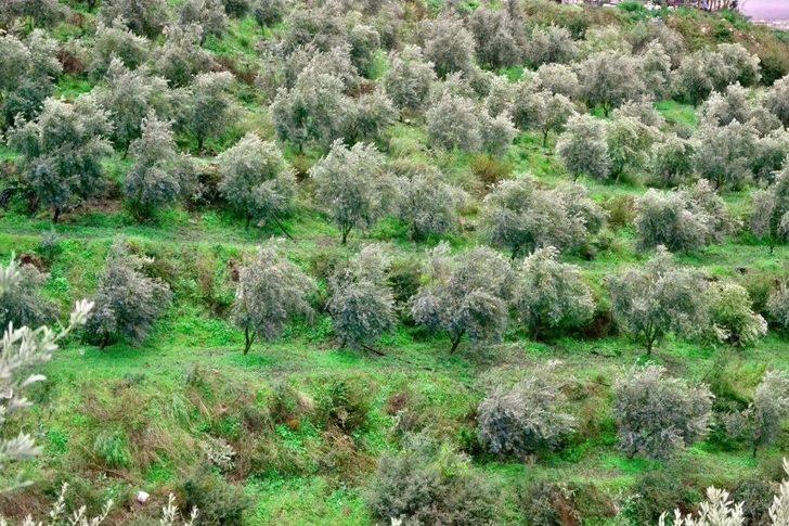 Alanya’dan Adana’ya 11 Yıllık Zeytin Hikayesi G2