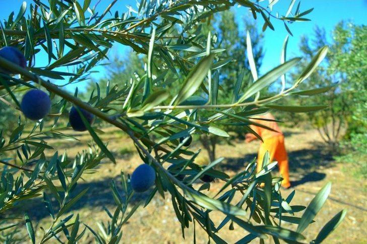 Alanya’dan Adana’ya 11 Yıllık Zeytin Hikayesi G3