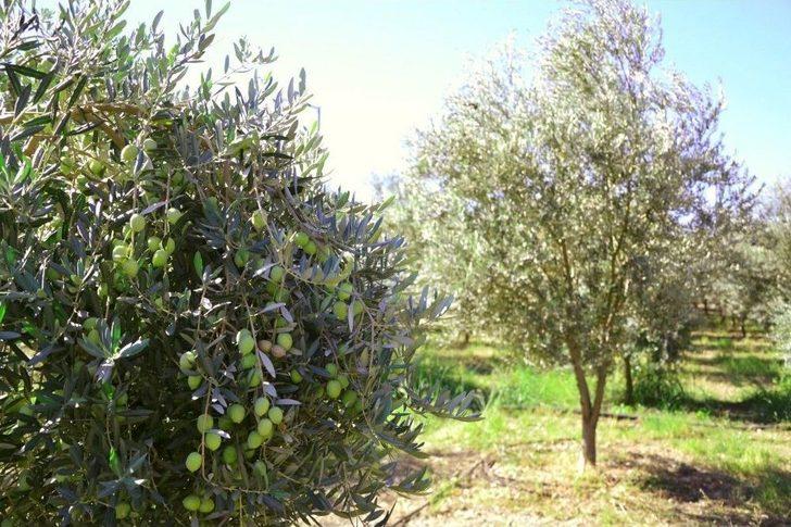 Alanya’dan Adana’ya 11 Yıllık Zeytin Hikayesi G4