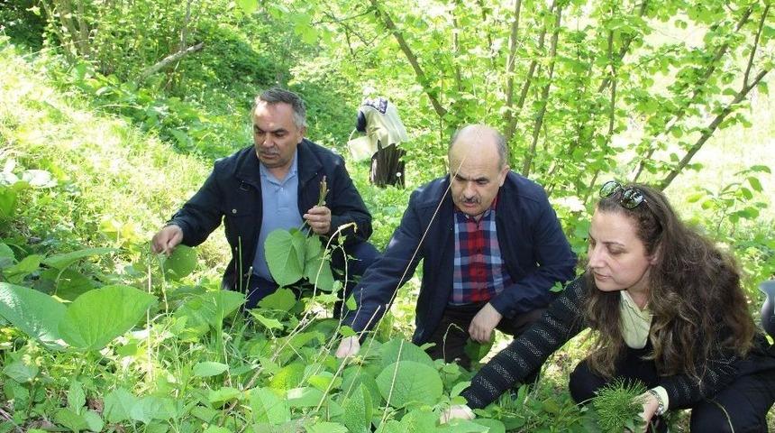 Vali, Belediye Başkanı, Rekt&ouml;r Ve Kadınlar Yaylada Ot Topladı
