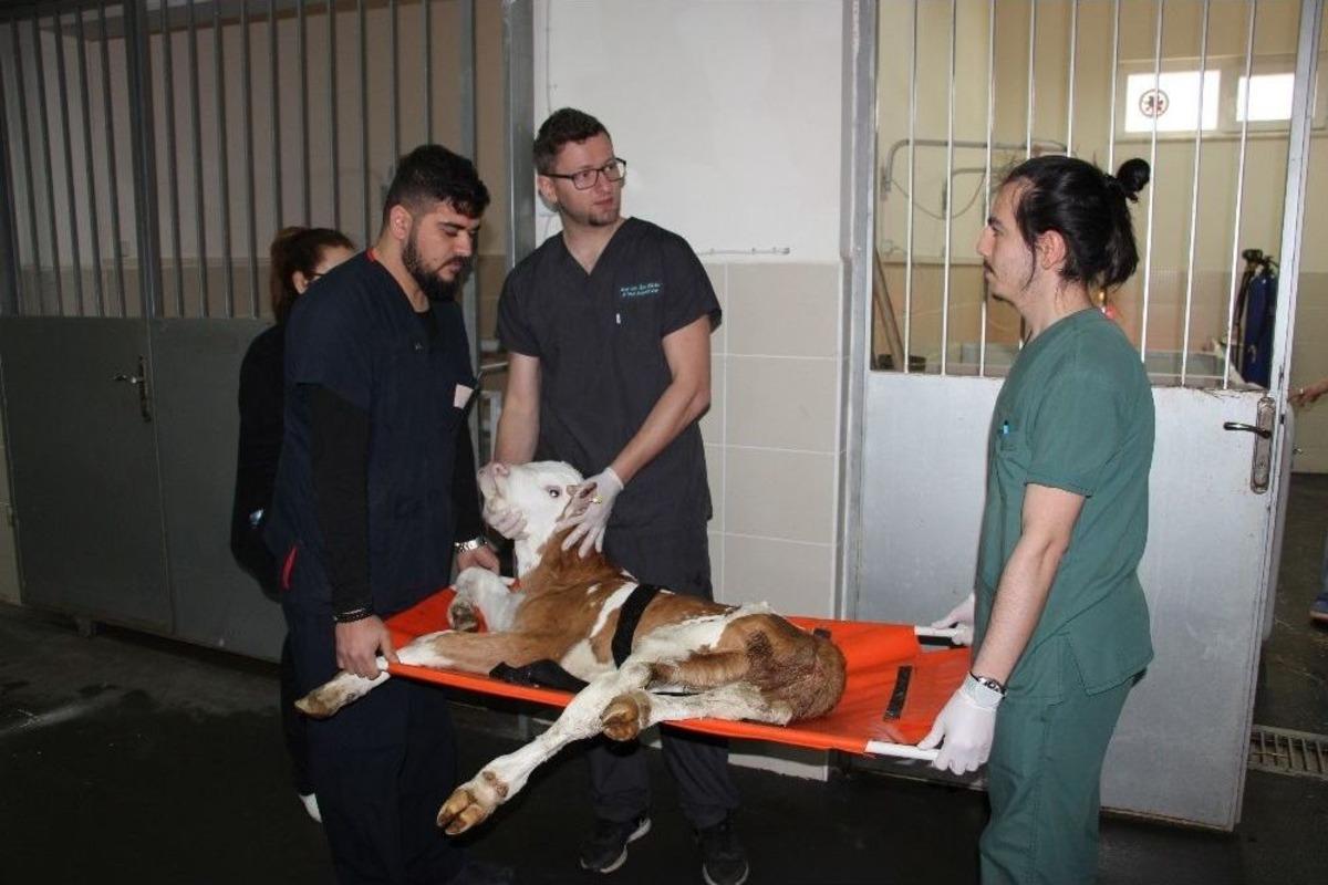 Yatılı Hastane Hizmeti İle Buzağı Kayıpları Y&uuml;zde 80 Engelleniyor