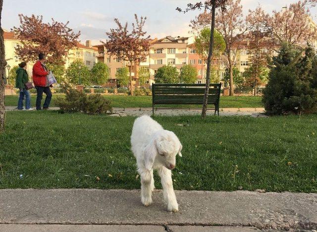 Evcil Kuzusuyla Parkta Gezintiye Çıktı