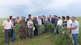 Keban’da Yem Bezelyesi Tarla Günü