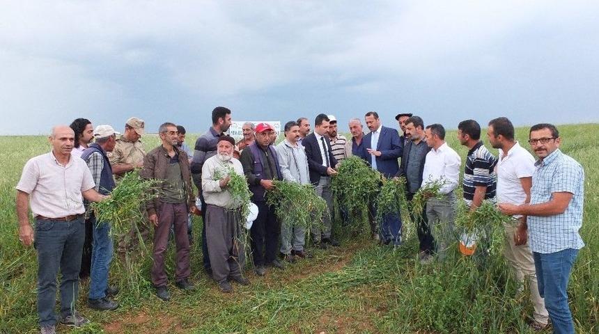 Keban’da Yem Bezelyesi Tarla Günü