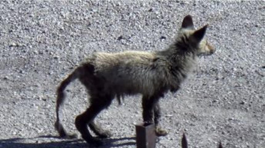 A&ccedil; Kalan Yavru Tilki Yerleşim Alanına İndi